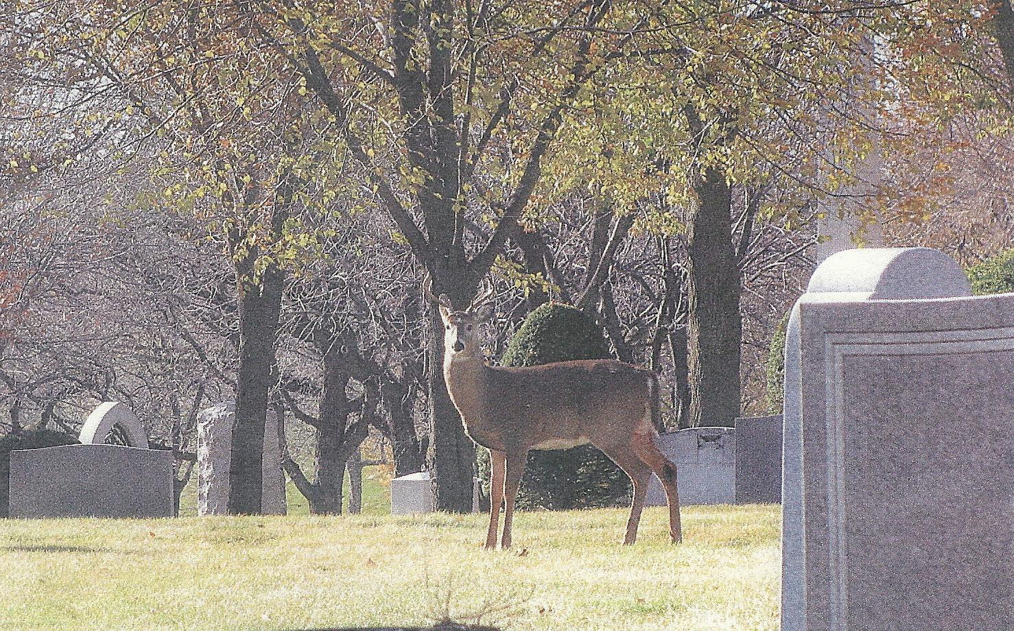 Deer Lakewood young buck